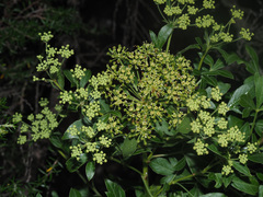 Polemannia montana