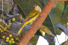 Oriolus auratus