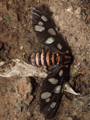 Amata passalis