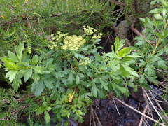 Polemannia montana