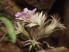 Lepidagathis trinervis