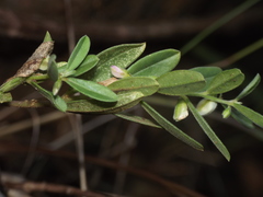 Polygala erioptera