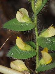 Crotalaria hebecarpa