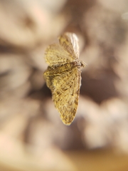 Eupithecia abbreviata
