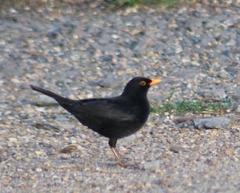 Turdus merula