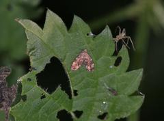 Anthophila fabriciana