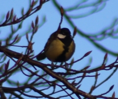 Parus major