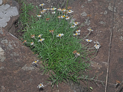 Athrixia angustissima