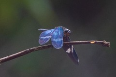 Zenithoptera fasciata