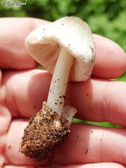 Volvariella murinella