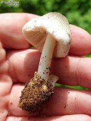 Volvariella murinella