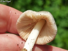 Volvariella murinella