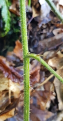 Rubus rudis
