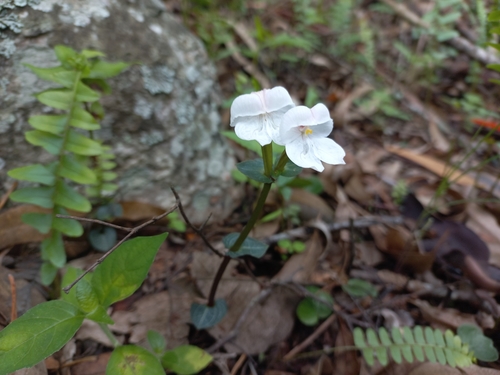 Disperis katangensis image