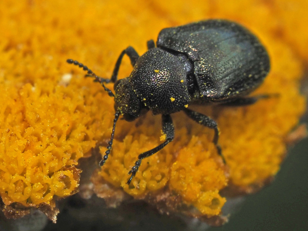 Mecistes tarsalis