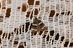 Celypha tiedemanniana