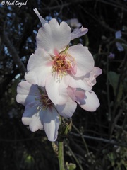 Prunus amygdalus