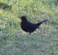 Turdus merula
