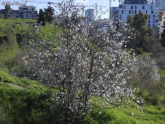 Prunus amygdalus