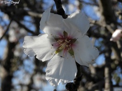 Prunus amygdalus