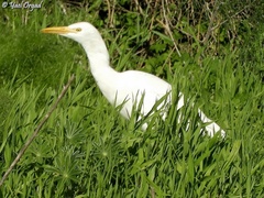 Bubulcus ibis
