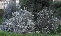 Prunus amygdalus