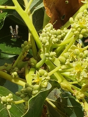 Frieseomelitta paupera