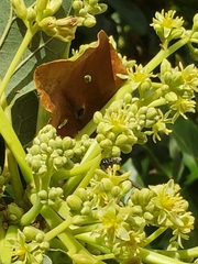 Frieseomelitta paupera