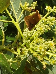 Frieseomelitta paupera