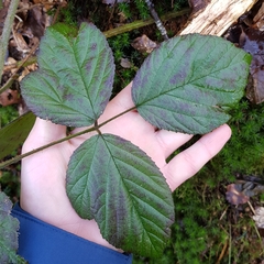 Rubus rudis