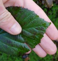 Rubus rudis
