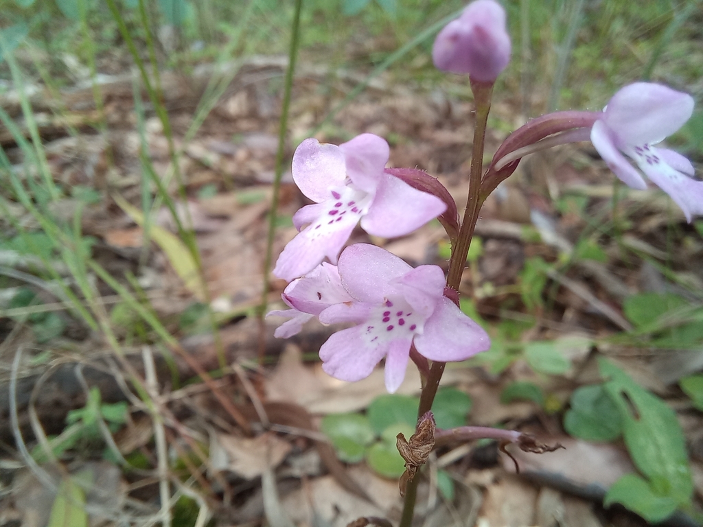 Cynorkis debilis