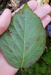 Rubus rudis