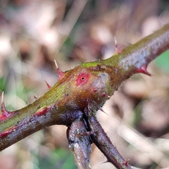 Lasioptera rubi