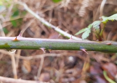 Rubus procerus