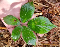 Rubus procerus