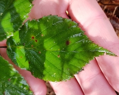 Rubus procerus