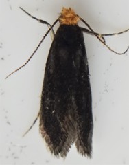 Doleromorpha porphyria