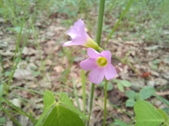 Oxalis semiloba