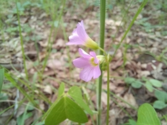 Oxalis semiloba