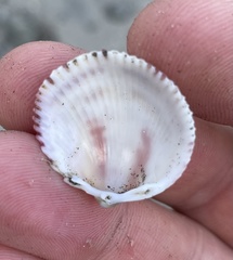 Dallocardia senticosa
