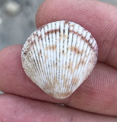 Dallocardia senticosa