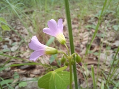 Oxalis semiloba