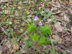 Oxalis semiloba