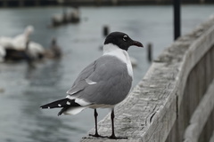 Leucophaeus atricilla