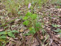 Oxalis semiloba