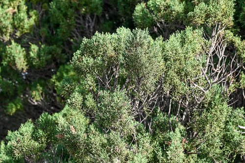 Juniperus phoenicea subsp. phoenicea image