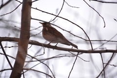 Turdus pilaris