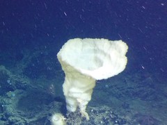Chonelasmatinae