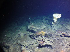 Chonelasmatinae